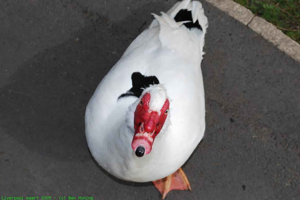 Albert Duck.jpg